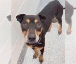 Small #1 Doberman Pinscher Mix