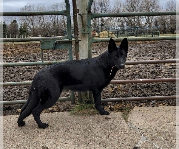Medium Photo #15 German Shepherd Dog Puppy For Sale in AURORA, SD, USA