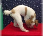 Small #2 Poodle (Toy)