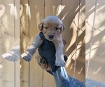 Puppy Orange collar g Golden Retriever