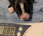Small Photo #35 Australian Shepherd Puppy For Sale in SYLVA, NC, USA