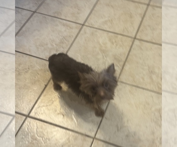 Medium Photo #1 Yorkshire Terrier Puppy For Sale in CAMBY, IN, USA