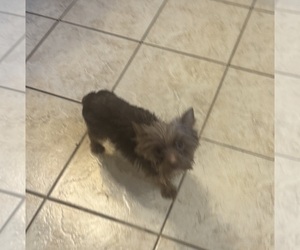 Mother of the Yorkshire Terrier puppies born on 12/12/2025