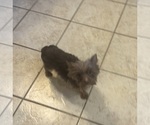 Small Photo #1 Yorkshire Terrier Puppy For Sale in CAMBY, IN, USA