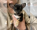 Small Photo #3 Chiweenie Puppy For Sale in ANACORTES, WA, USA