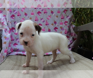 Boxer Puppy for sale in SHILOH, OH, USA