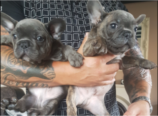 French Bulldog Puppy for sale in IRVING, TX, USA