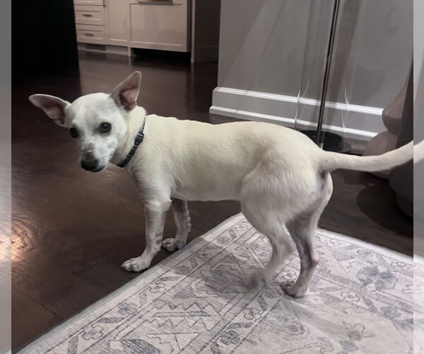 Medium Photo #2 Chihuahua-Unknown Mix Puppy For Sale in Omaha, NE, USA