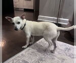 Small #1 Chihuahua Mix
