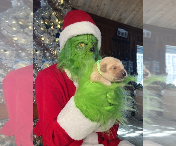 Medium Photo #8 Golden Retriever Puppy For Sale in NEOLA, WV, USA