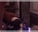 Small Photo #31 Boston Terrier-Collie Mix Puppy For Sale in COLUMBUS, OH, USA