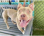 Small #1 American Staffordshire Terrier Mix