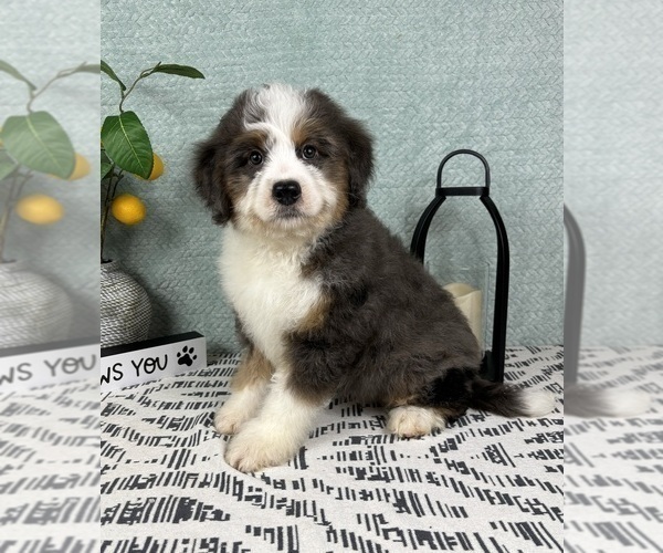 Medium Photo #5 Miniature Bernedoodle Puppy For Sale in FRANKLIN, IN, USA