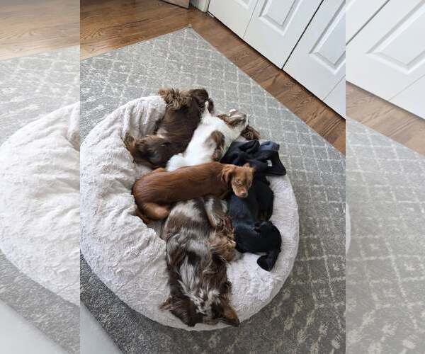 Medium Photo #10 Chiranian Puppy For Sale in Greenville, SC, USA