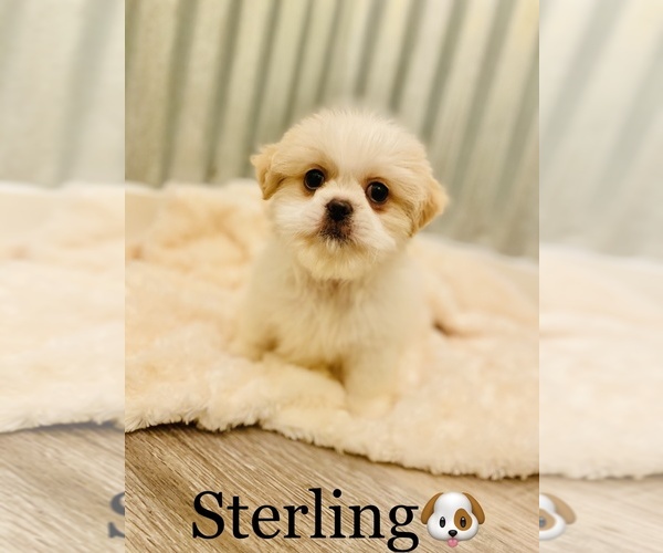 Medium Photo #5 Shih Tzu Puppy For Sale in COOKEVILLE, TN, USA