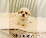 Small Photo #5 Shih Tzu Puppy For Sale in COOKEVILLE, TN, USA