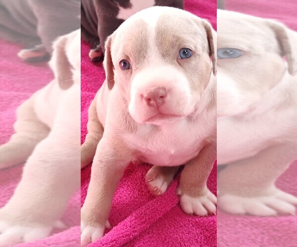 Medium Photo #8 American Bully Puppy For Sale in COUDERSPORT, PA, USA