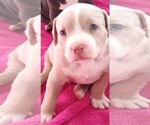 Small Photo #8 American Bully Puppy For Sale in COUDERSPORT, PA, USA