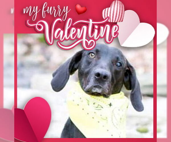 Medium Photo #6 Plott Hound-Weimaraner Mix Puppy For Sale in Rockaway, NJ, USA