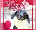 Small #5 Plott Hound-Weimaraner Mix