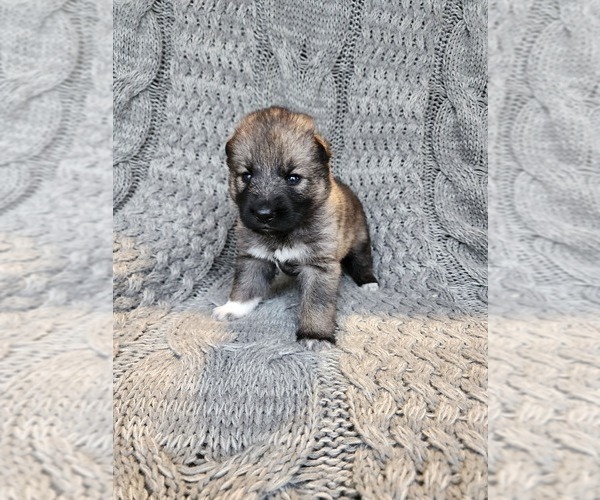 Medium Photo #1 German Shepherd Dog-Siberian Husky Mix Puppy For Sale in PRATTSBURGH, NY, USA