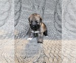 Puppy 8 German Shepherd Dog-Siberian Husky Mix