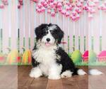 Puppy 1 Miniature Bernedoodle