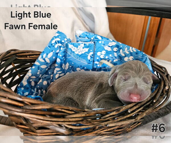 Medium Photo #1 Doberman Pinscher Puppy For Sale in CLINTON, OH, USA