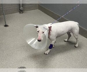 Bull Terrier-Unknown Mix Dogs for adoption in Las Vegas, NV, USA