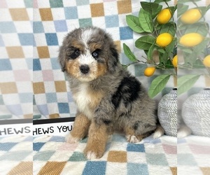 Bernedoodle (Miniature) Puppy for sale in FRANKLIN, IN, USA