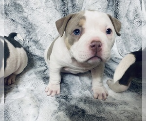 American Bully Puppy for Sale in SNOWFLAKE, Arizona USA