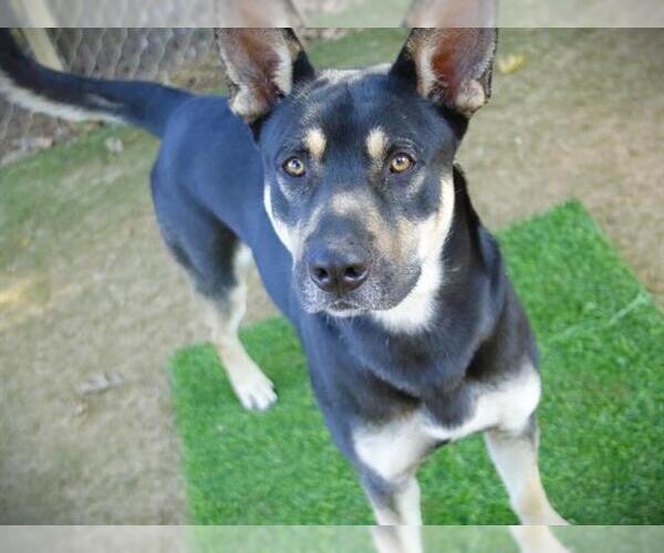 Medium Photo #2 German Shepherd Dog-Unknown Mix Puppy For Sale in Tallahassee, FL, USA