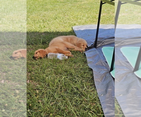 Medium Photo #9 Golden Retriever Puppy For Sale in SALISBURY, NC, USA