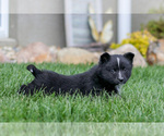 Small #1 Pomsky