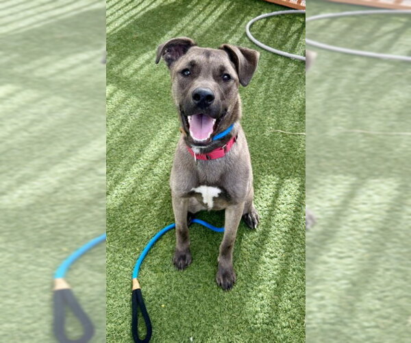 Medium Photo #2 Shepradors Puppy For Sale in Las Vegas, NV, USA