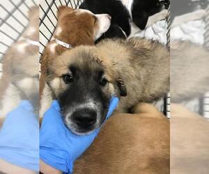 Labrador Retriever Mix Dog for Adoption in Conroe, Texas USA