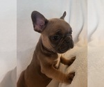 Small #3 French Bulldog