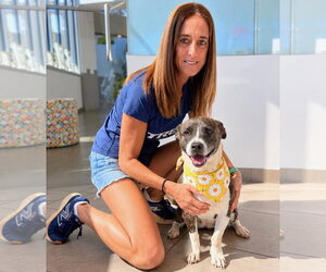Cocoa - Female Boxer-Unknown Mix Dog for Adoption - Photo #2