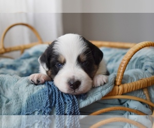 Australian Shepherd Puppy for sale in GROVETOWN, GA, USA
