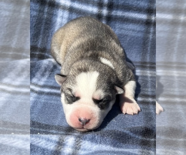 Full screen Photo #4 Siberian Husky Puppy For Sale in MARION STATION, MD, USA