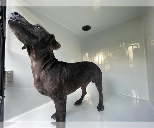 Medium Photo #1 Dachshund-Unknown Mix Puppy For Sale in Houston, TX, USA