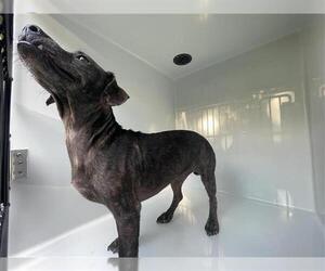 Dachshund-Unknown Mix Dogs for adoption in Houston, TX, USA