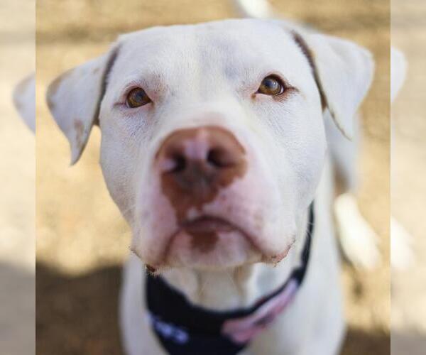 Medium Photo #1 American Staffordshire Terrier-Unknown Mix Puppy For Sale in San Antonio, TX, USA