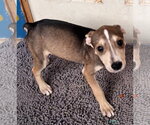 Small Photo #2 American Staffordshire Terrier-Unknown Mix Puppy For Sale in Tracy City, TN, USA