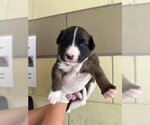 Small German Shepherd Dog Mix