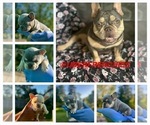Small Photo #1 French Bulldog Puppy For Sale in KENT, WA, USA