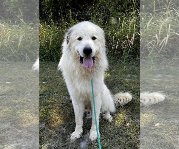 Medium Photo #1 Great Pyrenees-Unknown Mix Puppy For Sale in Rockwall, TX, USA