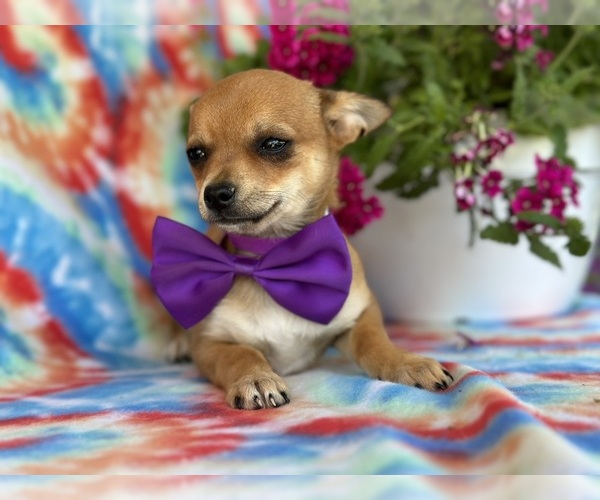 Medium Photo #3 Chihuahua Puppy For Sale in LANCASTER, PA, USA