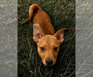 Lucky - Male Carolina Dog Dog for Adoption - Photo #3