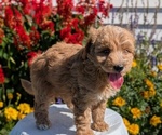 Small #3 Goldendoodle (Miniature)